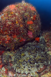 Rana pescatrice by Torresan Patrick 